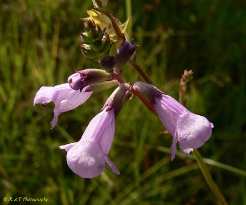 {Physostegia purpurea}